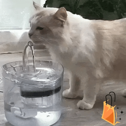 Protege los riñones de tu regalón